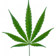 Marijuana... icon