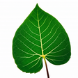 VegHeadz icon