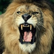 Predators... icon