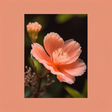 Theperfectpalettefeedspostsdefault icon