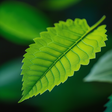 Detoxinista icon