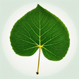 Nadia's H... icon