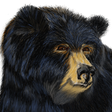 Grumpy's ... icon