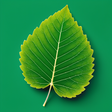 Pure Ella icon