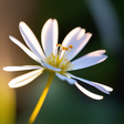 Nightingale House Hospice icon
