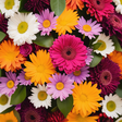 Bloomin' ... icon