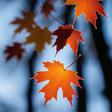 SUGAR MAPLE notes icon