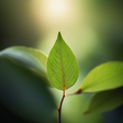 Promises Behavioral Health icon