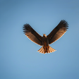 Freedom f... icon
