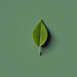 Cedarcideblogsguides icon