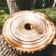 Arbortecb... icon