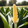 Corn on t... icon