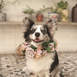 Navy Corgi icon