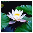 YOGA♥ Mag... icon