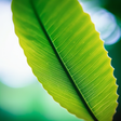 NaturallySavvy.com icon