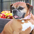 the Daily Boxer icon