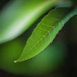 Zerowastehome icon