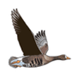BirdWatch... icon