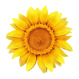GardenForums.com - Gardening Discussion Forums icon