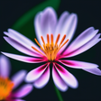 Garden An... icon