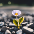 Growing in Gravel icon