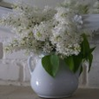 Lilacs & ... icon