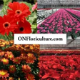 ONfloricu... icon
