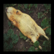 small dea... icon