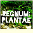 ○ Regnum: Plantæ ○   icon