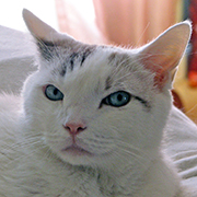 Animal Shelter Volunteer Life icon