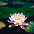 Zen Garland icon