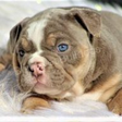 Blue Eyes Bulldogs icon