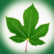 Berry Abundant Life icon