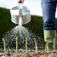 No dig gardens; how to grow vegetables by gardening without digging or tilling icon