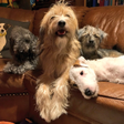 Be That Dog! icon