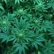 Virginia Cannabis Group icon