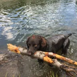 The Soggy Spaniel icon