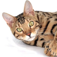 Helping Guide Bengal Cat Owners icon