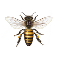 The Apiarist icon