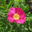 Flowery P... icon