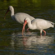 Reflectio... icon