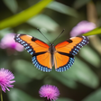 Butterfli... icon