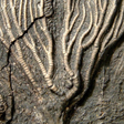Naturalis... icon