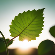 Bioenergy... icon