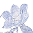 Blooming ... icon