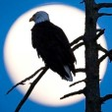 Tofino Ph... icon