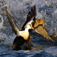 Sea Duck ... icon