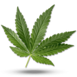 Lord Of CBD icon