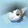 Katzen Fo... icon