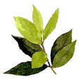 Laurel Home icon